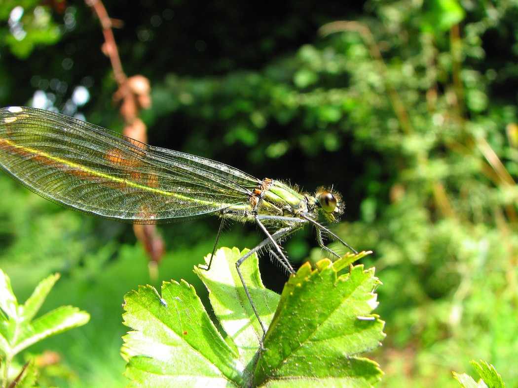 Odonati da identificare nel Parco del Ticino